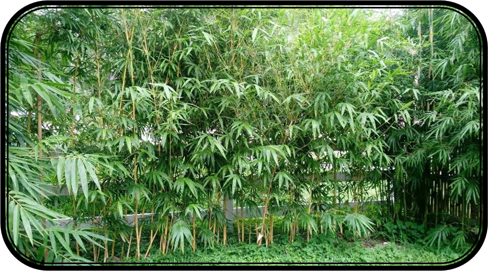 graceful bamboo clermont