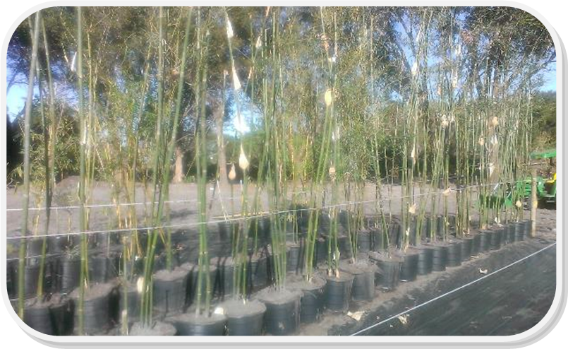 bamboo plants clermont
